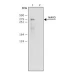 Merck Anti-NAV3 (N-terminal) antibody produced in rabbit