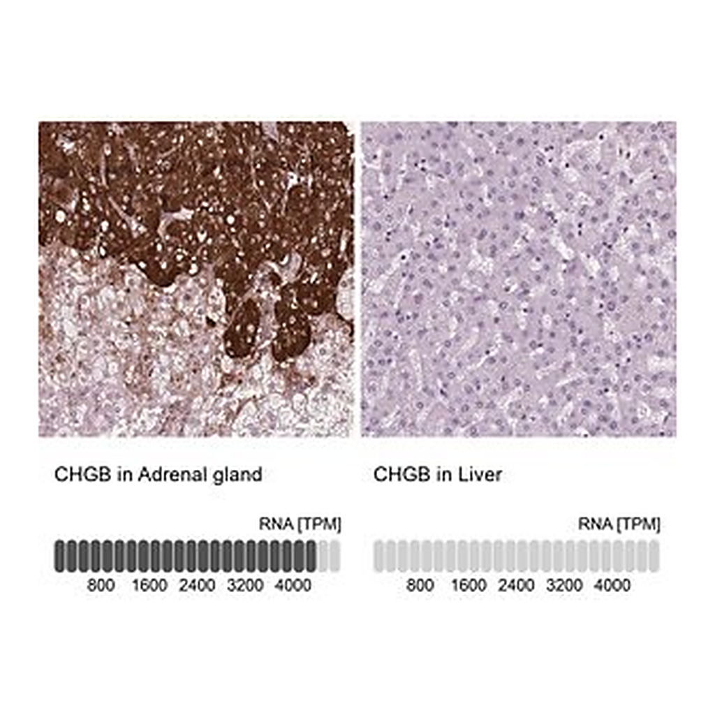 Merck Anti-CHGB antibody produced in rabbit
