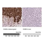 Merck Anti-CHGB antibody produced in rabbit