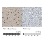 Merck Anti-PJA1 antibody produced in rabbit