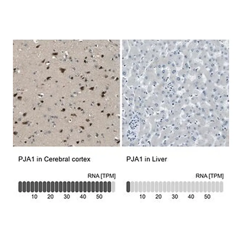 Merck Anti-PJA1 antibody produced in rabbit