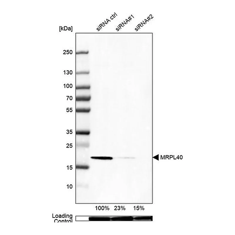 Merck Anti-MRPL40 antibody produced in rabbit