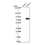 Merck Anti-MUM1L1 antibody produced in rabbit