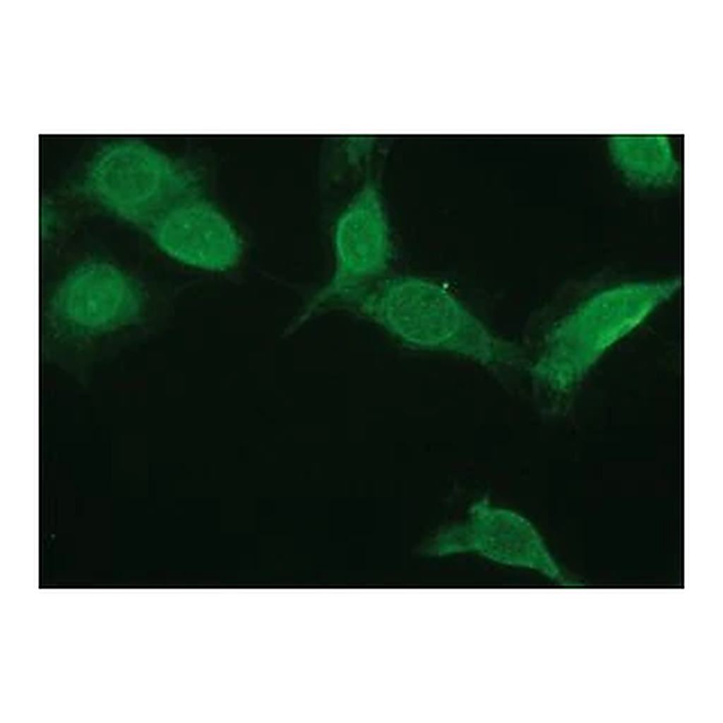 Merck Anti-NR4A2 antibody produced in rabbit