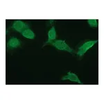 Merck Anti-NR4A2 antibody produced in rabbit