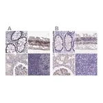 Merck Anti-MPP5 antibody produced in rabbit