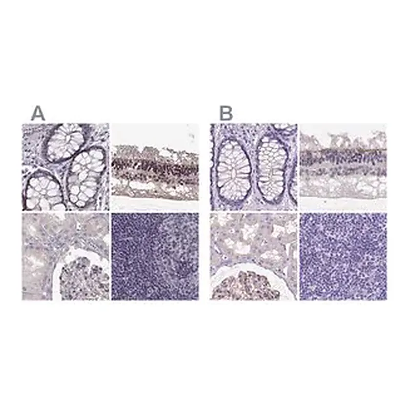 Merck Anti-MPP5 antibody produced in rabbit