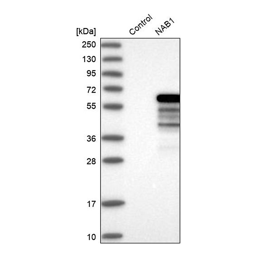 Merck Anti-NAB1 antibody produced in rabbit