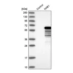 Merck Anti-NAB1 antibody produced in rabbit