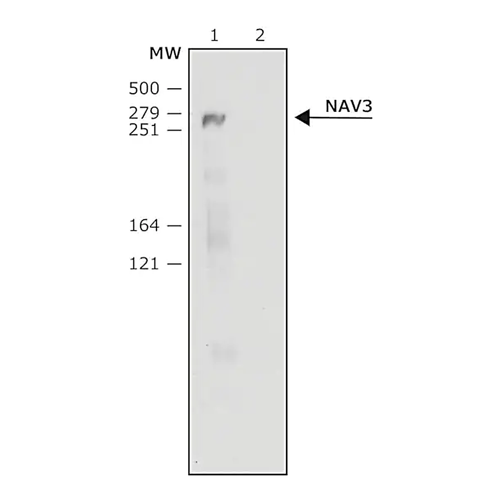 Merck Anti-NAV3 (C-terminal) antibody produced in rabbit