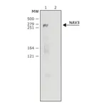 Merck Anti-NAV3 (C-terminal) antibody produced in rabbit