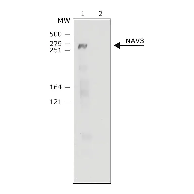 Merck Anti-NAV3 (C-terminal) antibody produced in rabbit