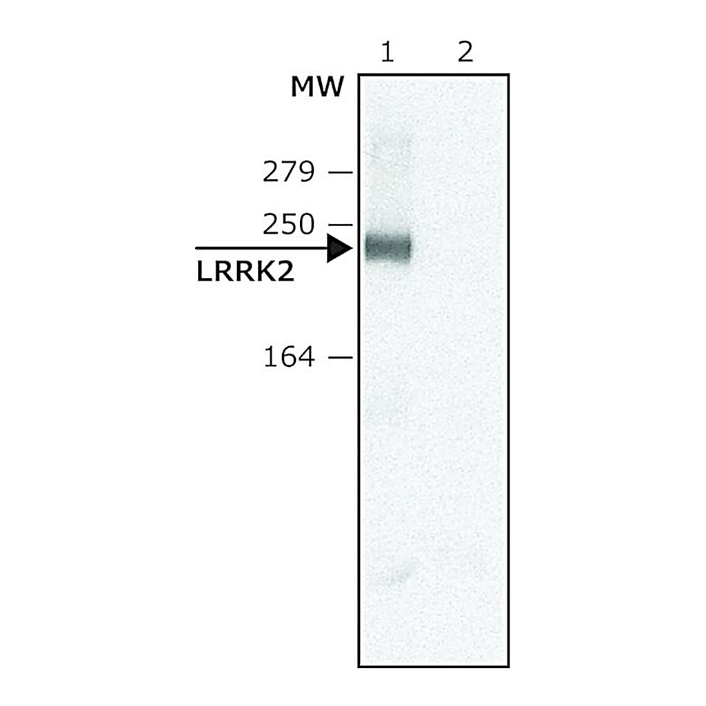 Merck Anti-LRRK2 (C-terminal region) antibody produced in rabbit