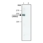 Merck Anti-LRRK2 (C-terminal region) antibody produced in rabbit