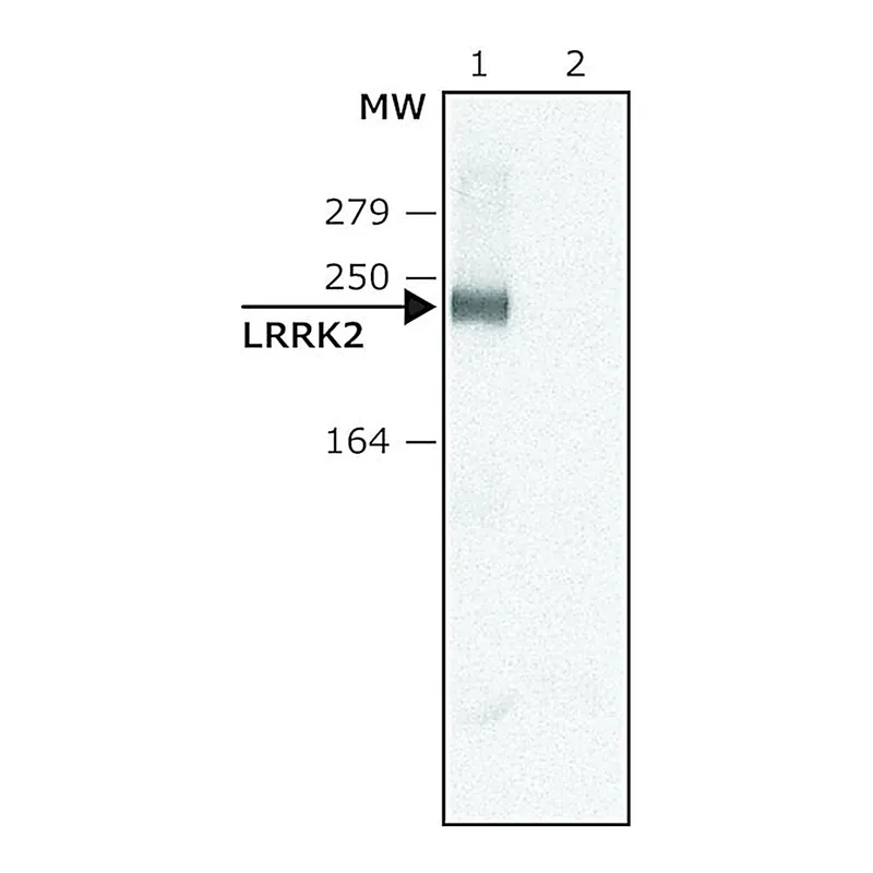 Merck Anti-LRRK2 (C-terminal region) antibody produced in rabbit