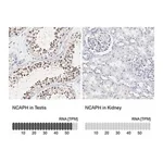 Merck Anti-NCAPH antibody produced in rabbit
