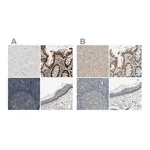Merck Anti-MST1R antibody produced in rabbit
