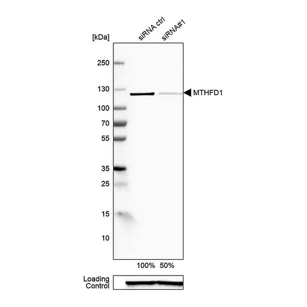 Merck Anti-MTHFD1 antibody produced in rabbit
