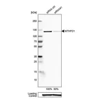 Merck Anti-MTHFD1 antibody produced in rabbit