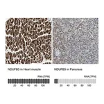 Merck Anti-NDUFB5 antibody produced in rabbit