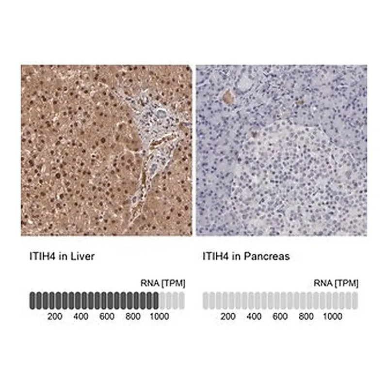 Merck Anti-ITIH4 antibody produced in rabbit