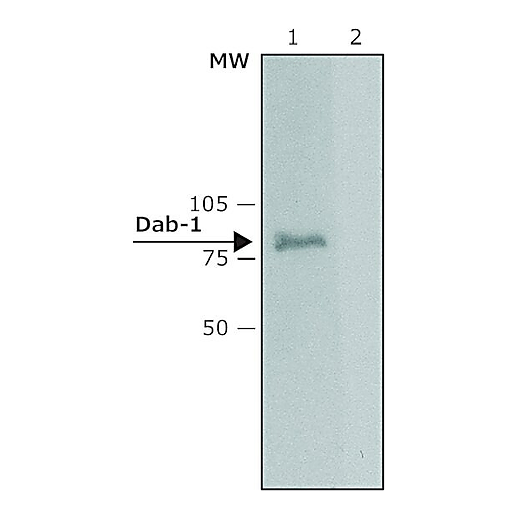 Merck Anti-Dab-1 (C-terminal) from rabbit