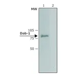 Merck Anti-Dab-1 (C-terminal) from rabbit