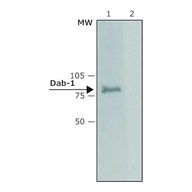Merck Anti-Dab-1 (C-terminal) from rabbit