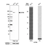 Merck Anti-KAT6B antibody produced in rabbit