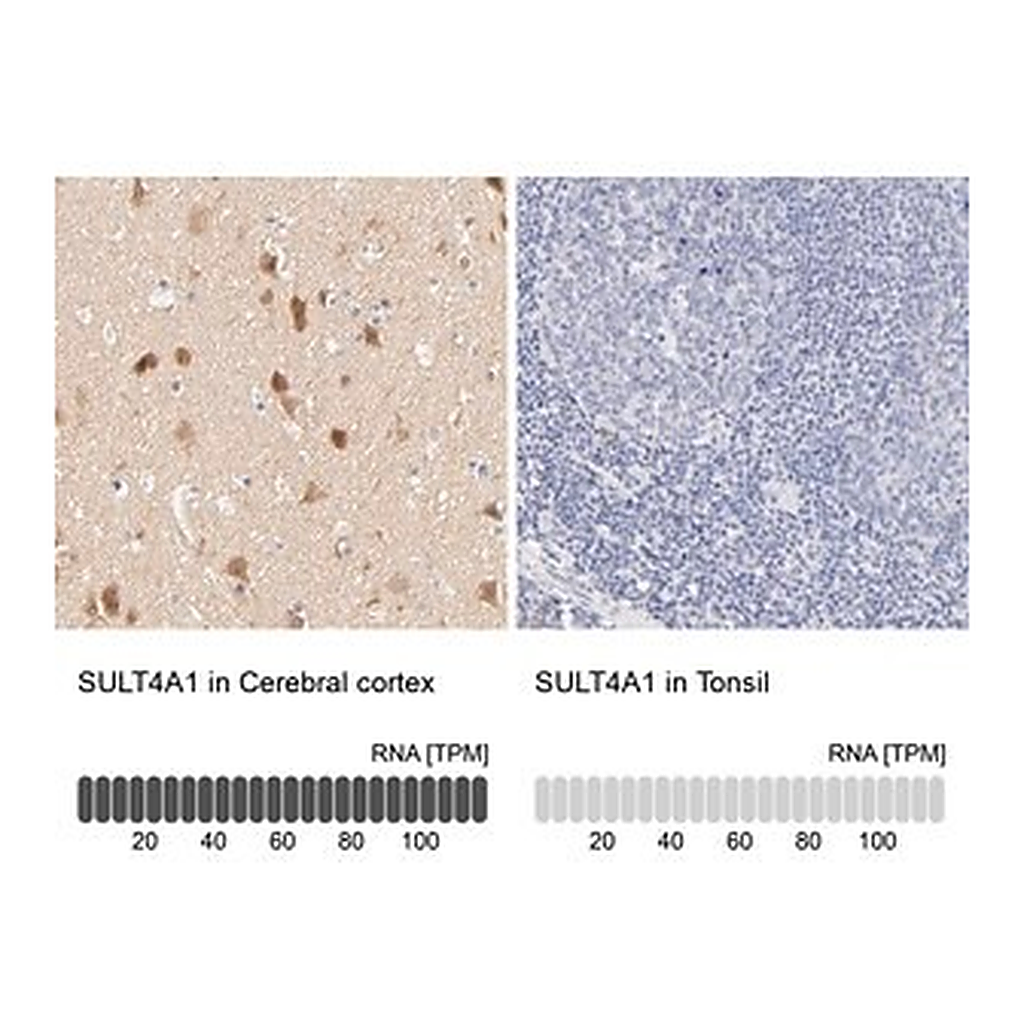 Merck Anti-SULT4A1 antibody produced in rabbit