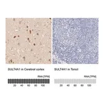 Merck Anti-SULT4A1 antibody produced in rabbit