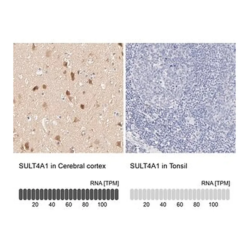 Merck Anti-SULT4A1 antibody produced in rabbit