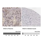 Merck Anti-NAGA antibody produced in rabbit