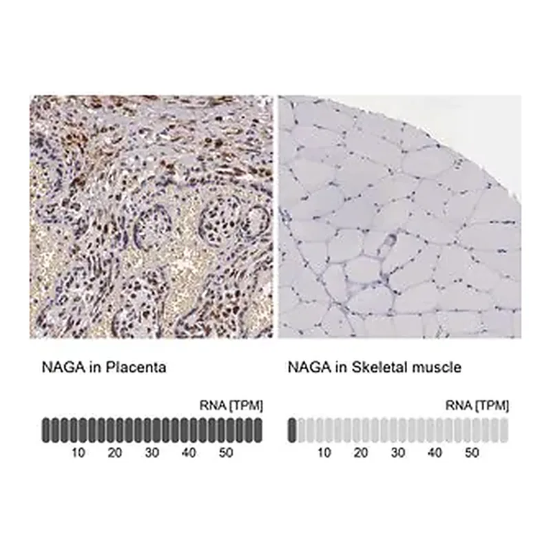 Merck Anti-NAGA antibody produced in rabbit