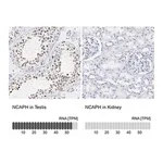 Merck Anti-NCAPH antibody produced in rabbit