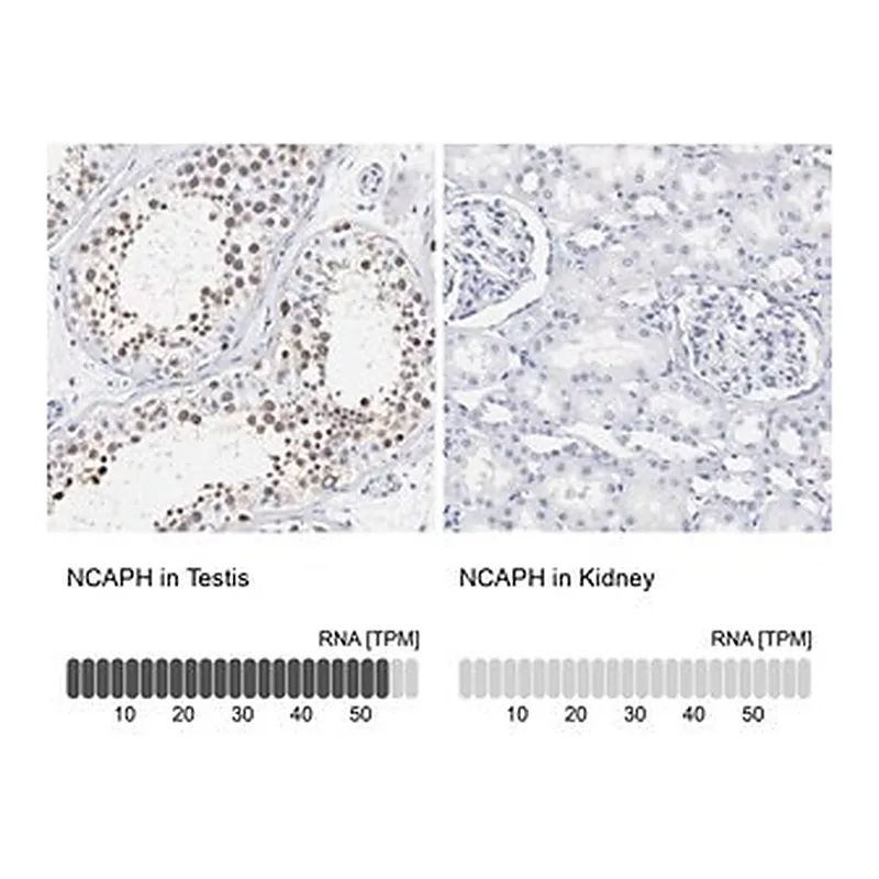 Merck Anti-NCAPH antibody produced in rabbit