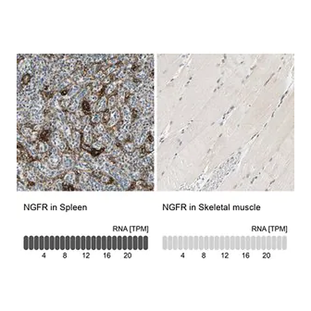 Merck Anti-NGFR antibody produced in rabbit