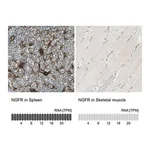Merck Anti-NGFR antibody produced in rabbit