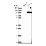 Merck Anti-SYT16 antibody produced in rabbit
