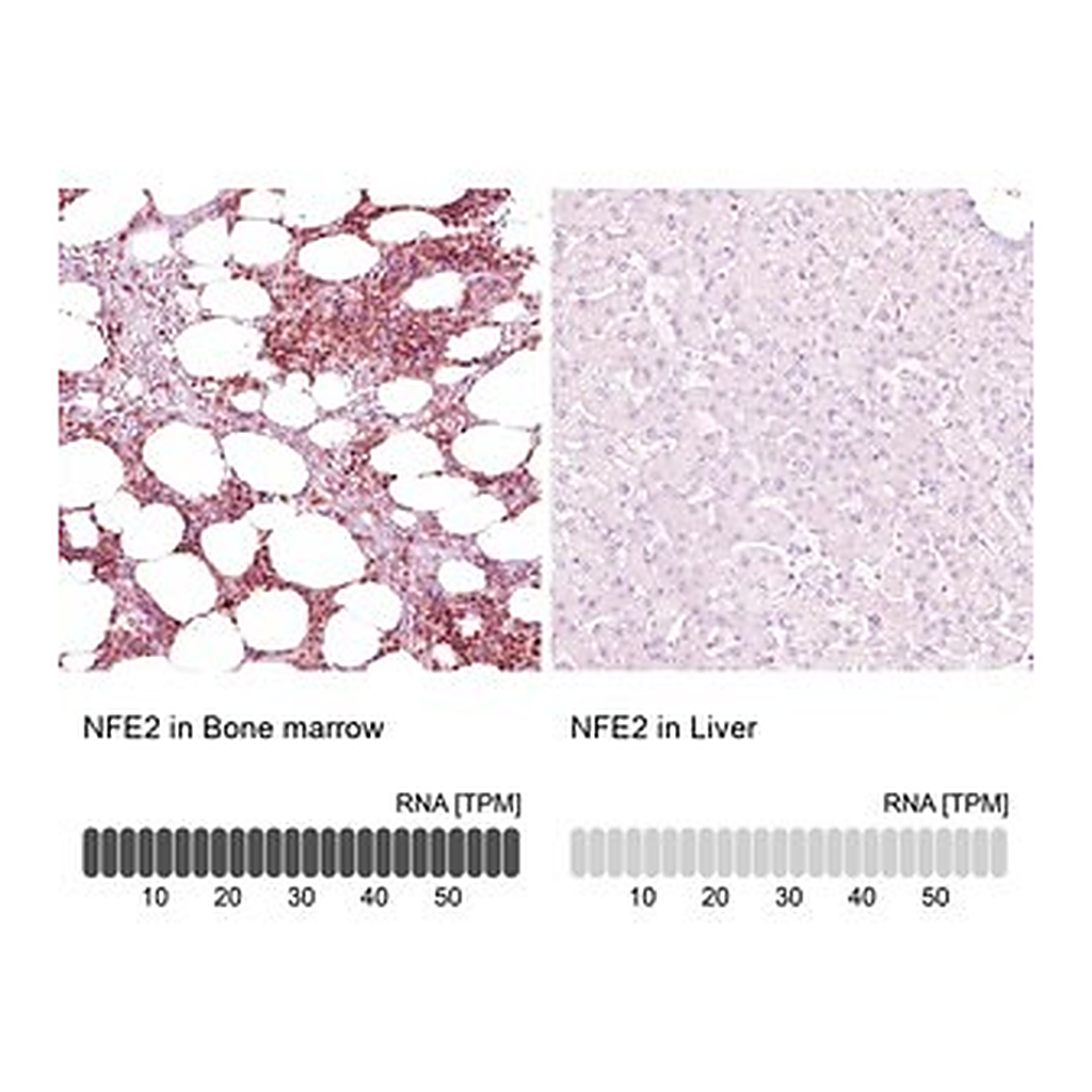 Merck Anti-NFE2 antibody produced in rabbit