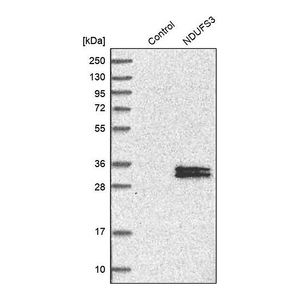 Merck Anti-NDUFS3 antibody produced in rabbit