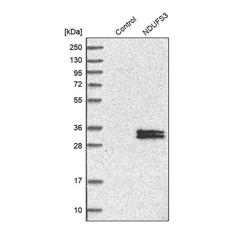 Merck Anti-NDUFS3 antibody produced in rabbit