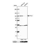 Merck Anti-SYTL4 antibody produced in rabbit