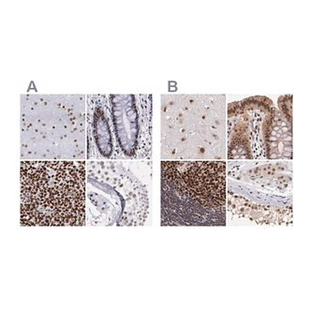Merck Anti-TERF2 antibody produced in rabbit