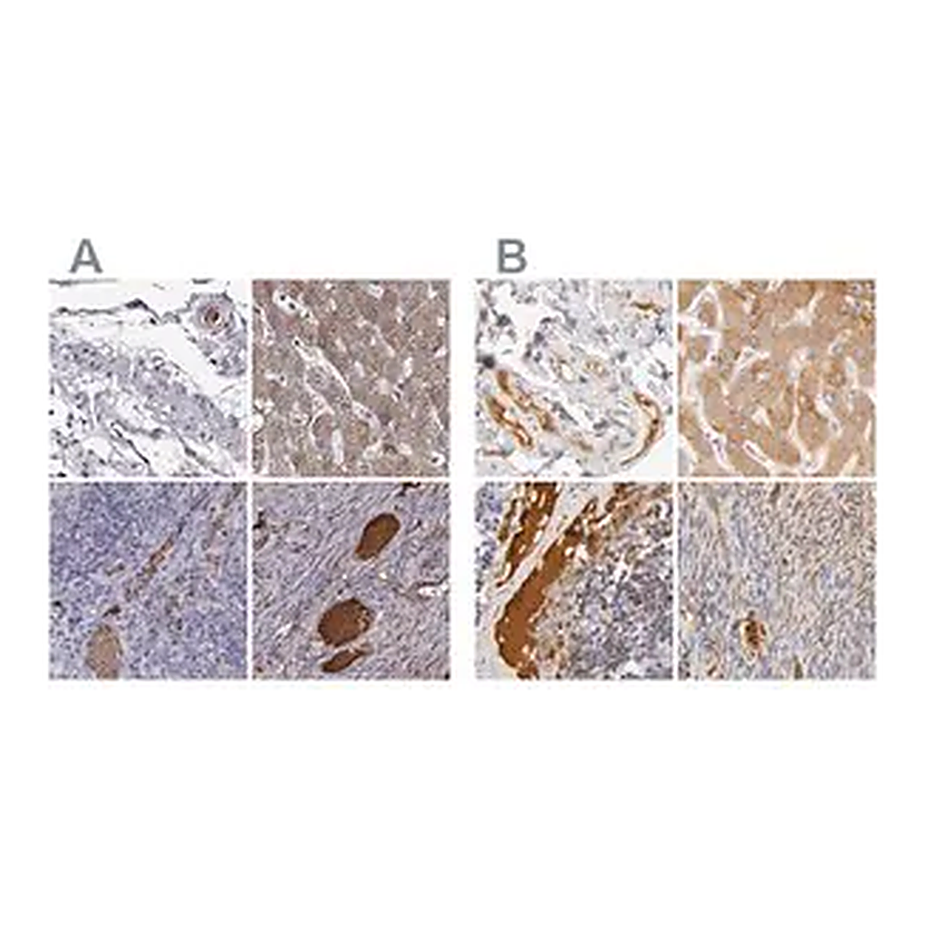 Merck Anti-TF antibody produced in rabbit