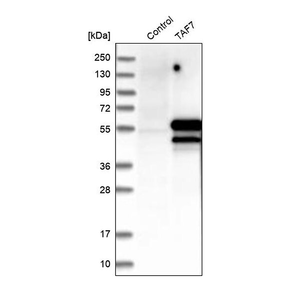 Merck Anti-TAF7 antibody produced in rabbit