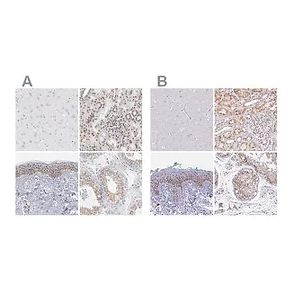 Merck Anti-SYNE2 antibody produced in rabbit