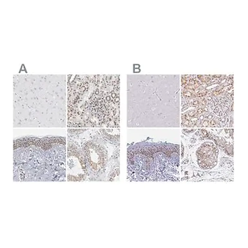 Merck Anti-SYNE2 antibody produced in rabbit