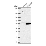 Merck Anti-TCEANC antibody produced in rabbit