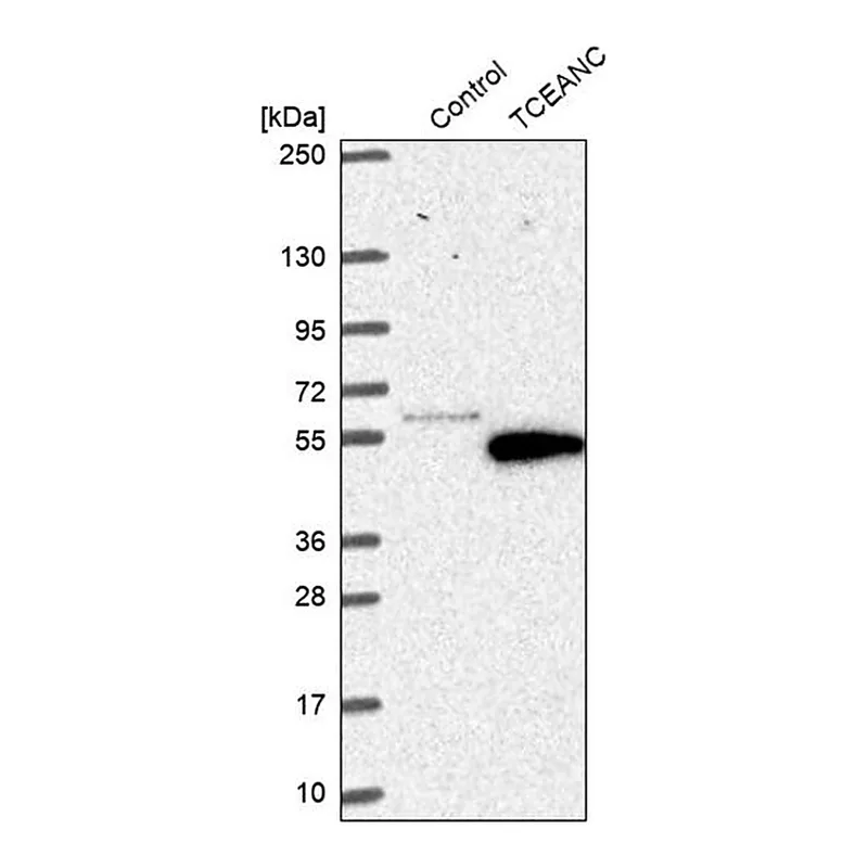 Merck Anti-TCEANC antibody produced in rabbit